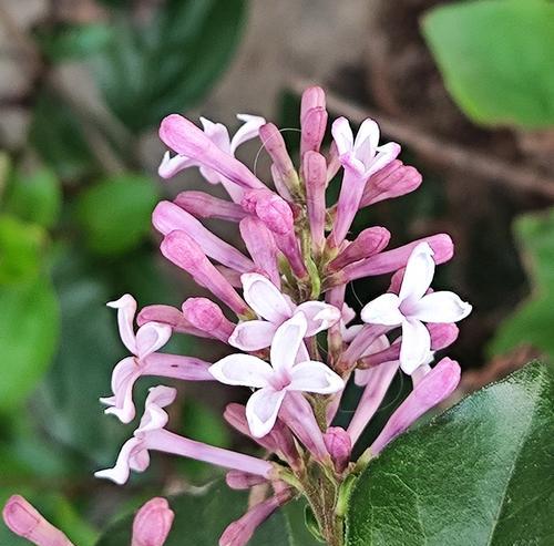丁香花的花语与寓意（揭开丁香花背后的含义）