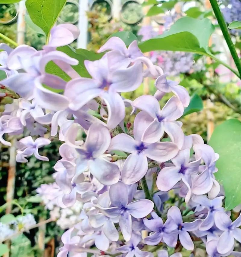 丁香花的花语与寓意（揭开丁香花背后的含义）