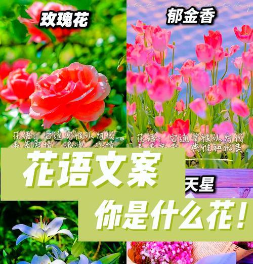 七朵玫瑰的花语含义（用花语诉说心意，七朵玫瑰传递的深情）