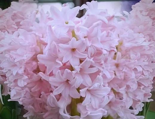 紫色风信子花语的含义及象征（探寻紫色风信子背后的深意）