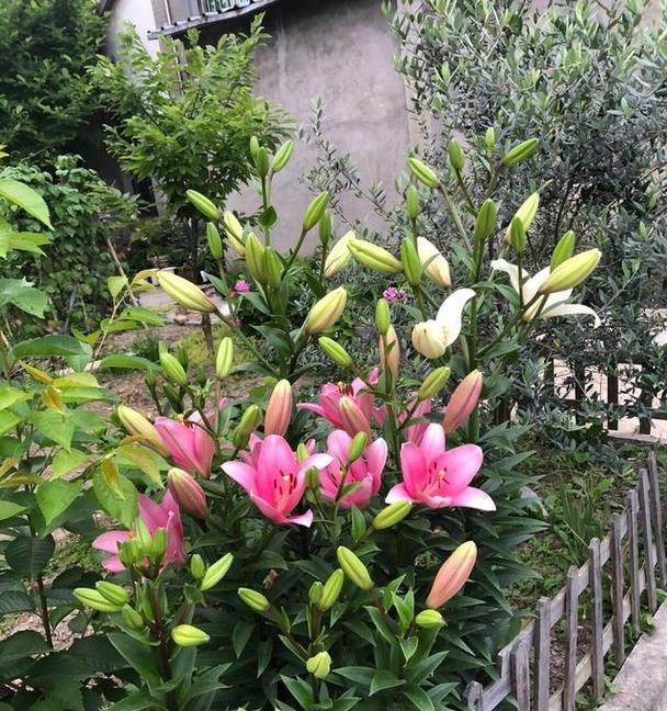 花开怦然心动（用花朵记录心动瞬间）