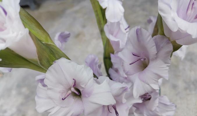 观音莲花（解读观音莲花的寓意与传承）