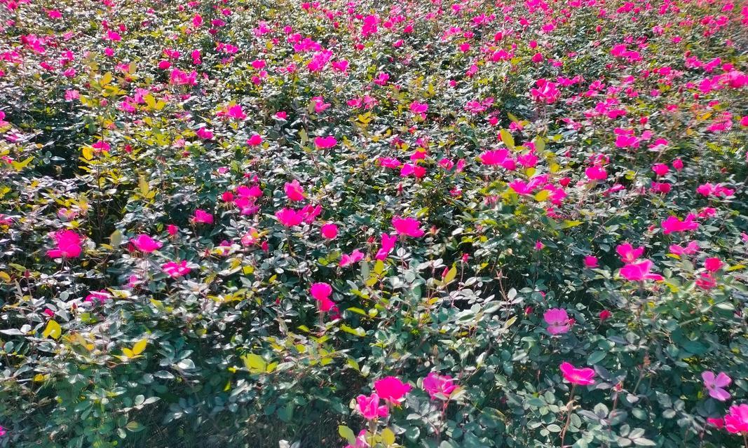 以丰花月季代表的美好寓意（探索月季的生命之美）