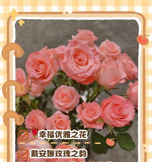 33朵粉色玫瑰花的浪漫意义（玫瑰花语之粉色玫瑰的爱与关怀）