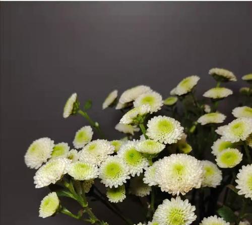 小雏菊花语揭示的幸福之道（以小雏菊为引领，追寻幸福的脚步）