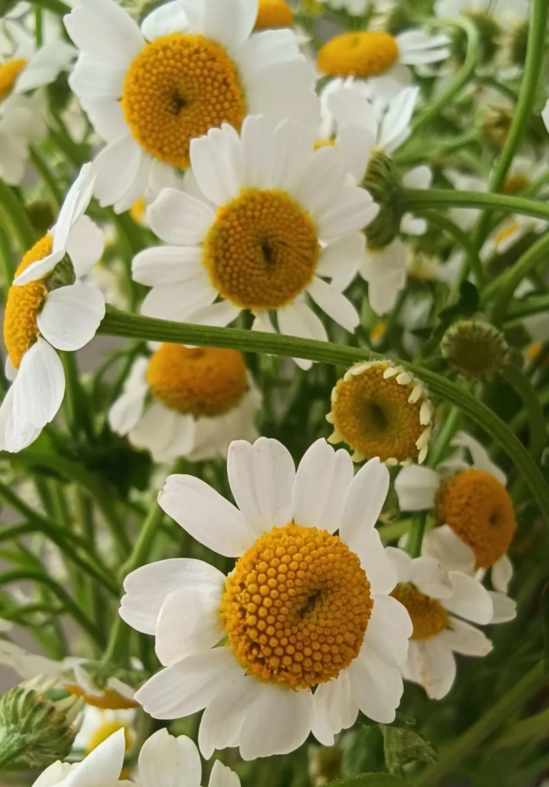 小雏菊花语揭示的幸福之道（以小雏菊为引领，追寻幸福的脚步）
