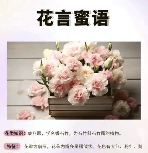 康乃馨花语的世界（不同颜色康乃馨的花语与寓意）