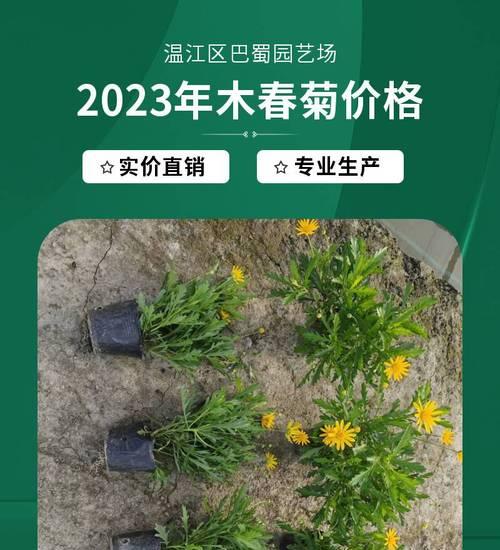 以木春菊的寓意为主题的文章（木春菊）