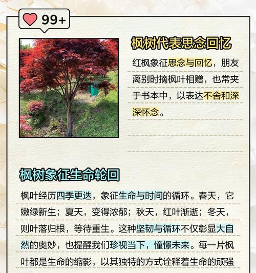 枫叶的象征意义及文化内涵（红枫叶）