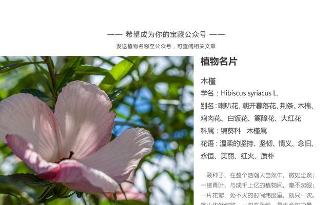 银星秋海棠花语——美丽与坚韧并存的象征（秋海棠的花语与意义，银星秋海棠的独特之处）