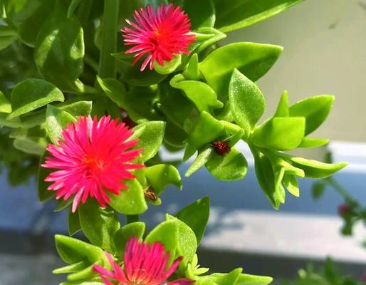 牡丹吊兰花语（揭秘牡丹吊兰的花语及文化内涵）