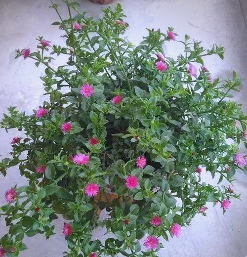 牡丹吊兰花语（揭秘牡丹吊兰的花语及文化内涵）