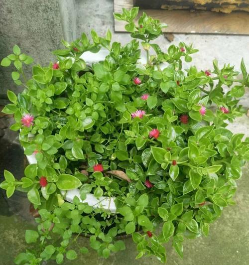 牡丹吊兰花语（揭秘牡丹吊兰的花语及文化内涵）