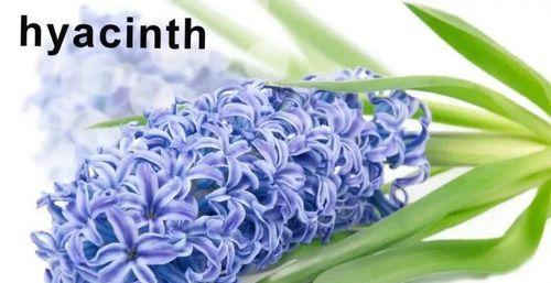 再见的花（别离与相思的花语）