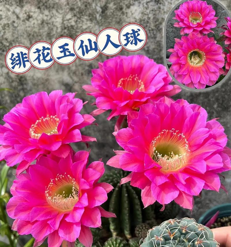 仙人球的花语及象征意义（揭秘仙人球的神秘之美）