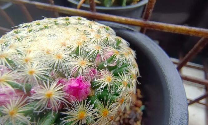 仙人球的花语及象征意义（揭秘仙人球的神秘之美）