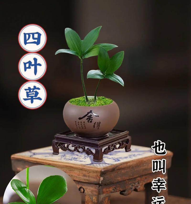 四叶草花语与寓意（寻找幸运的四叶草，解读花语与寓意）
