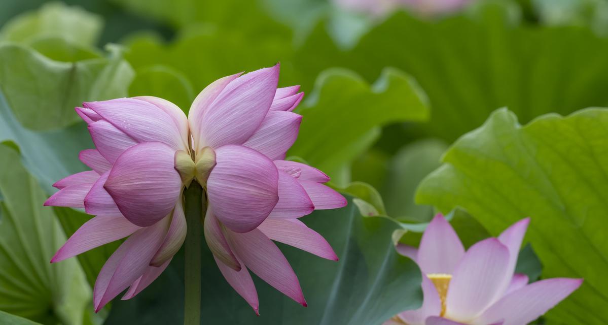 并蹄莲的花语（探寻并蹄莲的深层含义，了解它所传递的信息）