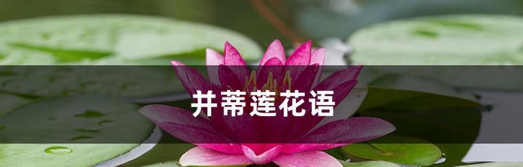并蹄莲的花语（探寻并蹄莲的深层含义，了解它所传递的信息）