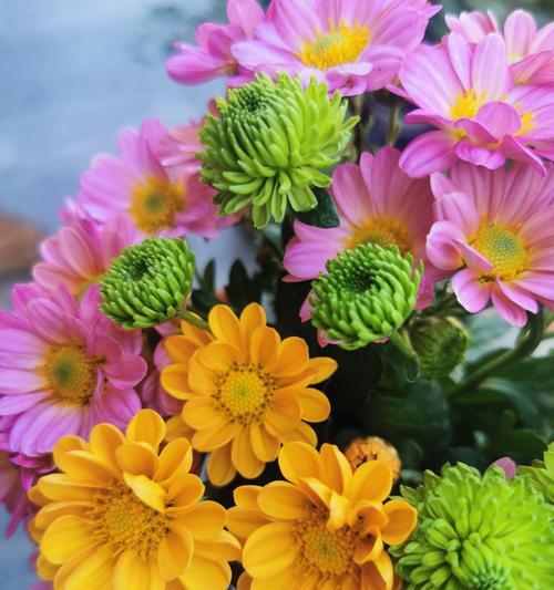 中国十大名花（花色、花形、花语，揭秘中国名花的象征意义）