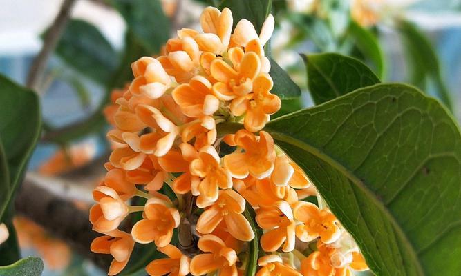 中国十大名花（花色、花形、花语，揭秘中国名花的象征意义）
