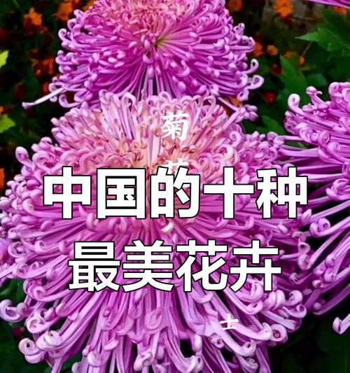 中国十大名花（花色、花形、花语，揭秘中国名花的象征意义）