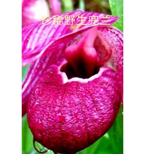 吊竹兰花语的寓意与象征（探索吊竹兰的深意，品味生命之美）