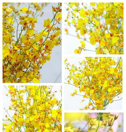 吊竹兰花语的寓意与象征（探索吊竹兰的深意，品味生命之美）