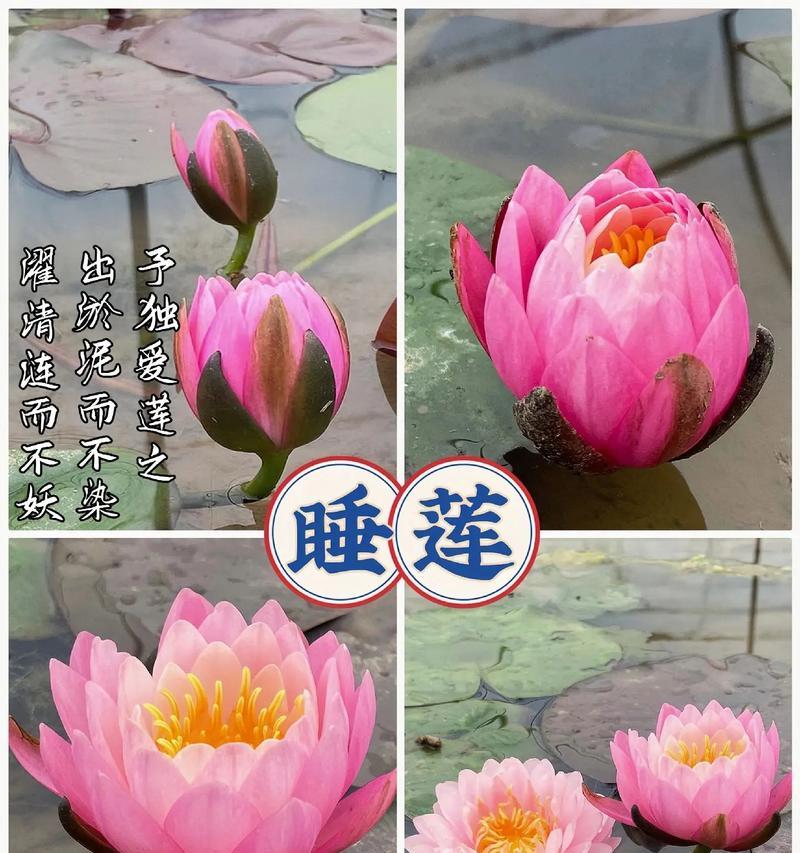睡莲的寓意与象征意义（沉静于泥水中的美丽与坚韧）