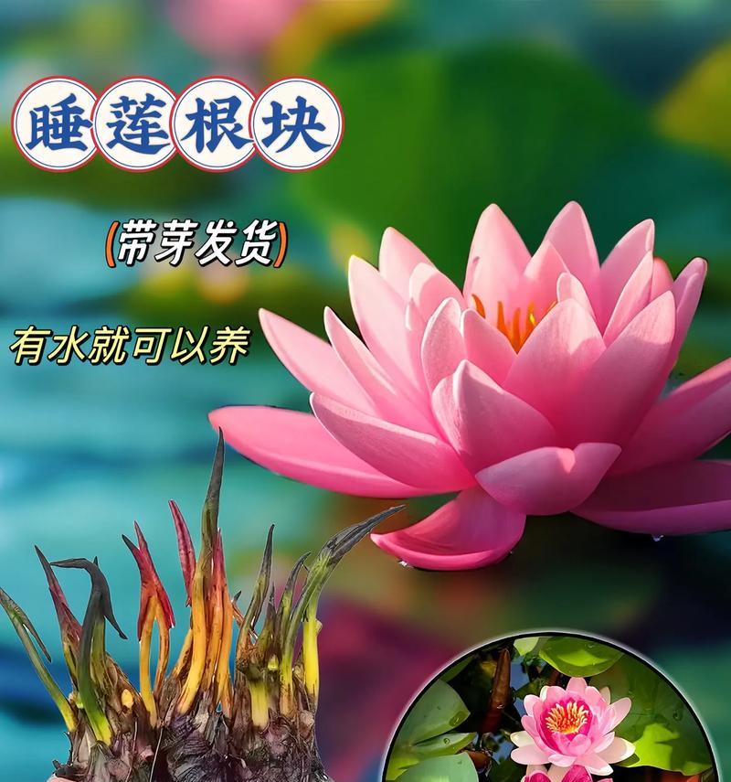 睡莲的寓意与象征意义（沉静于泥水中的美丽与坚韧）