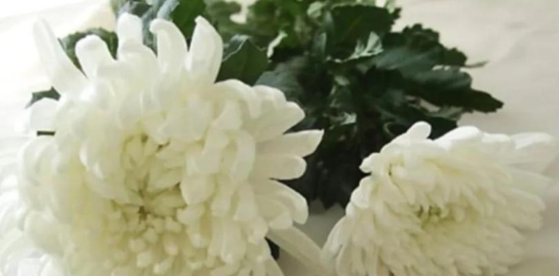 花语寄思念——用花代表对逝者的思念（以郁金香为代表，表达对逝者深深的思念之情）