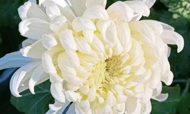 花语寄思念——用花代表对逝者的思念（以郁金香为代表，表达对逝者深深的思念之情）