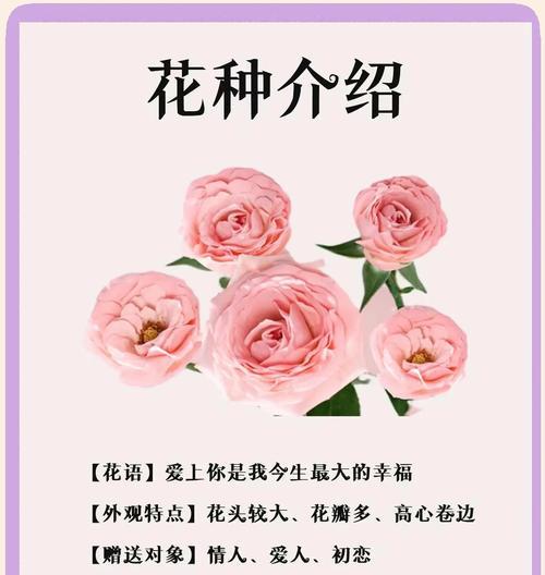 粉红玫瑰的花语（传递温柔与浪漫，呈现真挚的情感）