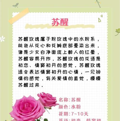 粉红玫瑰的花语（传递温柔与浪漫，呈现真挚的情感）