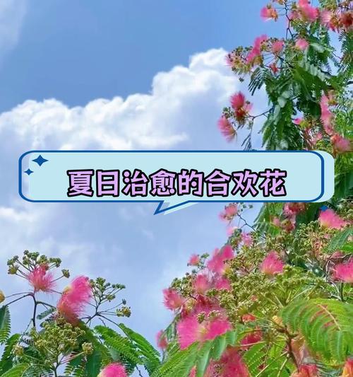 合欢花为何象征爱情？