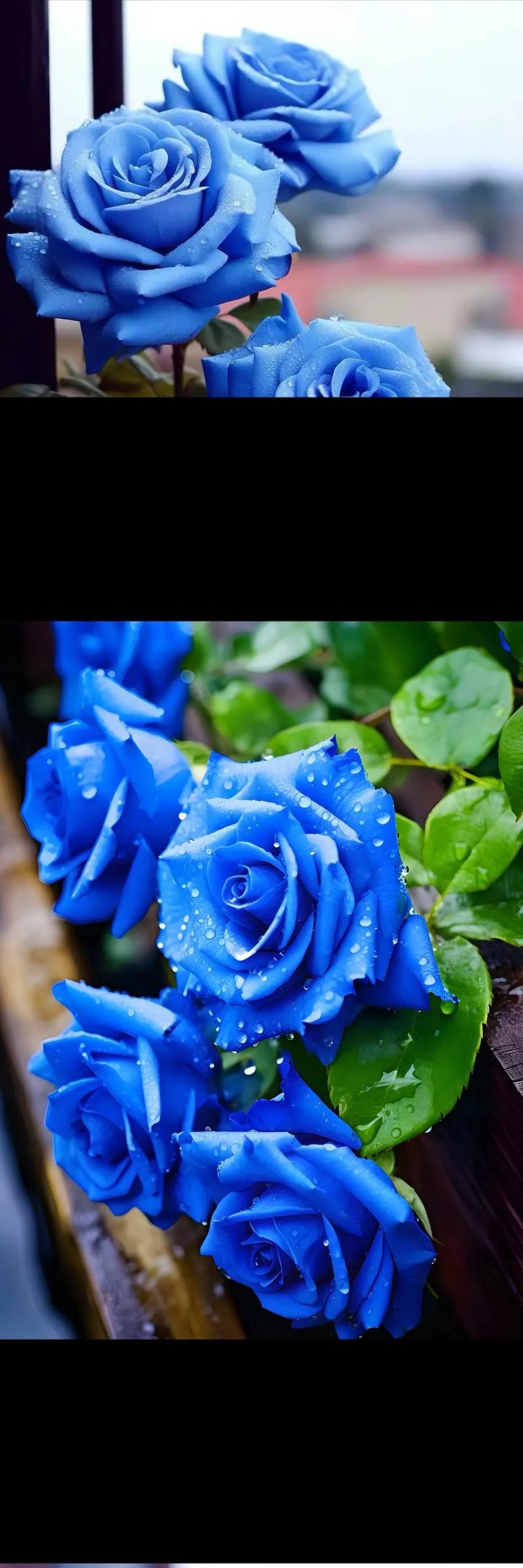 九朵白蓝色玫瑰花有何寓意？白蓝色玫瑰花的象征意义是什么？