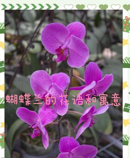 好运花语是什么？它象征着什么？