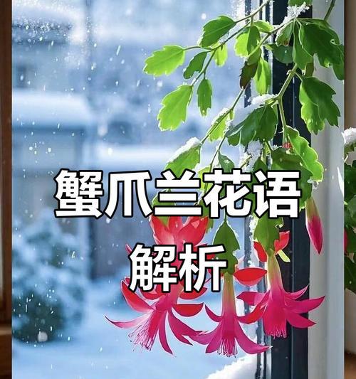好运花语是什么？它象征着什么？