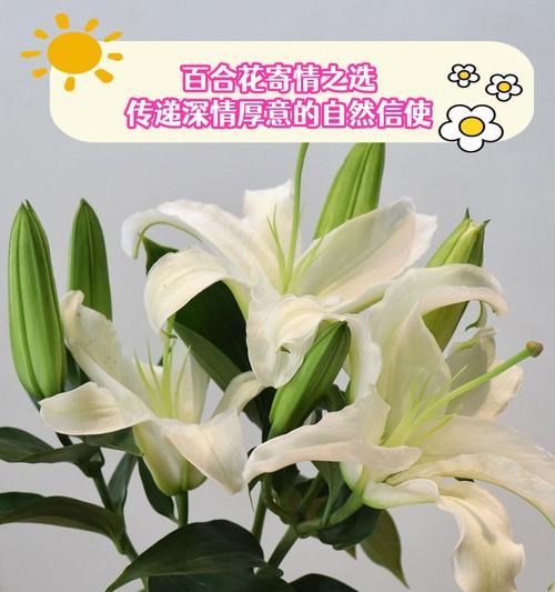 儿子结婚时应送什么花语祝福？