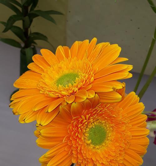 哪些花具有深厚的文化寓意？