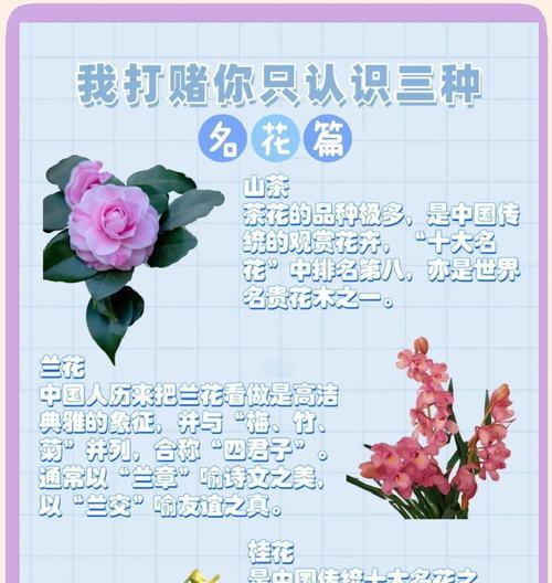 哪些花具有深厚的文化寓意？
