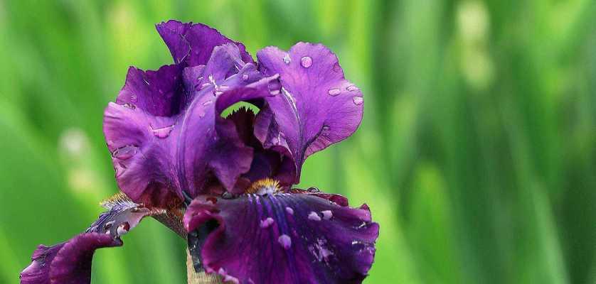 乌克兰象征爱情的花有哪些？它们的花语是什么？