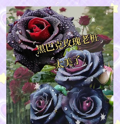 乌克兰象征爱情的花有哪些？它们的花语是什么？