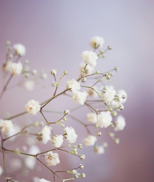 青提手捧花的意义是什么？如何用花语表达特别的情感？