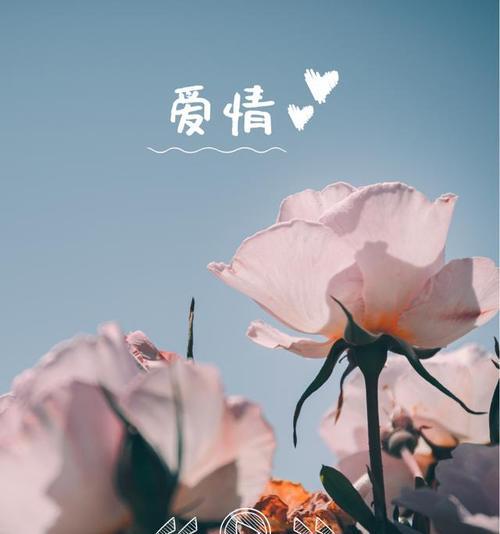 哪种花象征懦弱的爱情？懦弱爱情的花寓意是什么？
