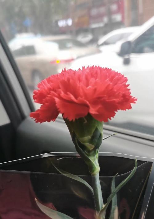 三八节送什么花最合适？它的寓意是什么？