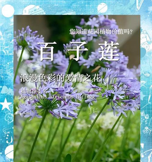 浪漫花语大全套装包含哪些花？