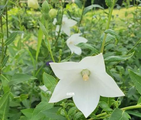 古代白色花的寓意是什么？