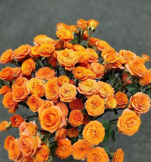 蓝色和橙色花的花语寓意是什么？蓝橙色花的花语有哪些？