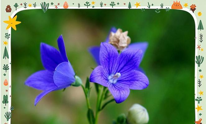 蓝色和橙色花的花语寓意是什么？蓝橙色花的花语有哪些？
